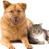 Animal Hospital Fairfax Virginia