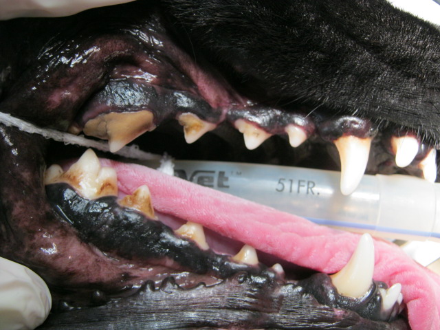 Dental Cleaning Before Done by Megan Davison 