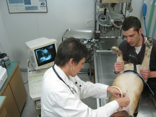 Dr. Jones Using Ultrasound