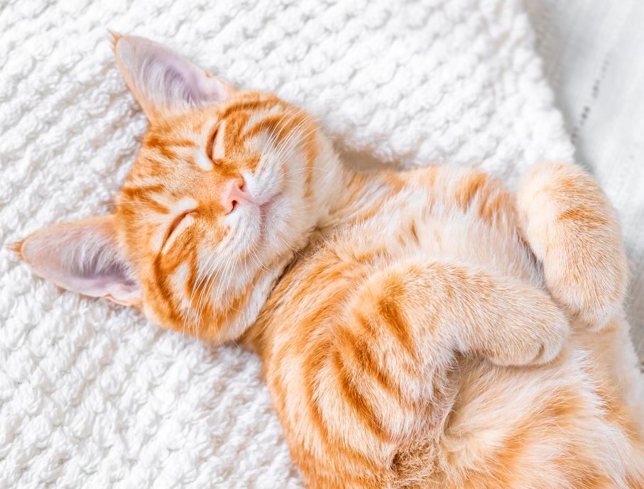 Orange cat