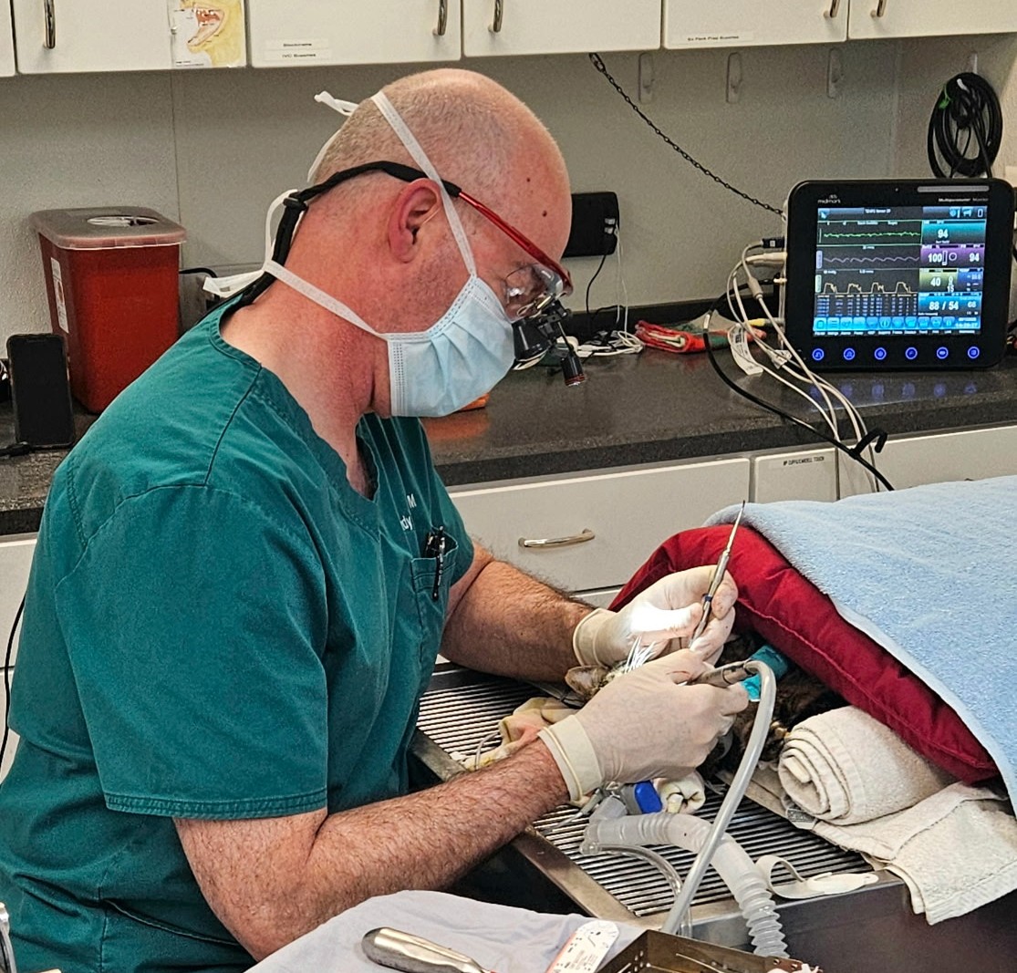 Dental Cleaning