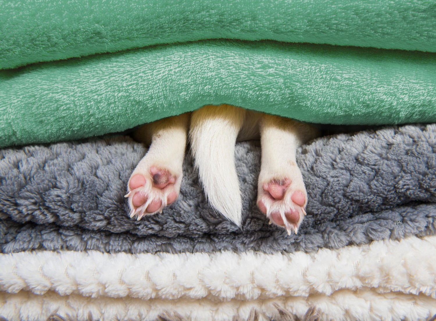 Pet under blankets